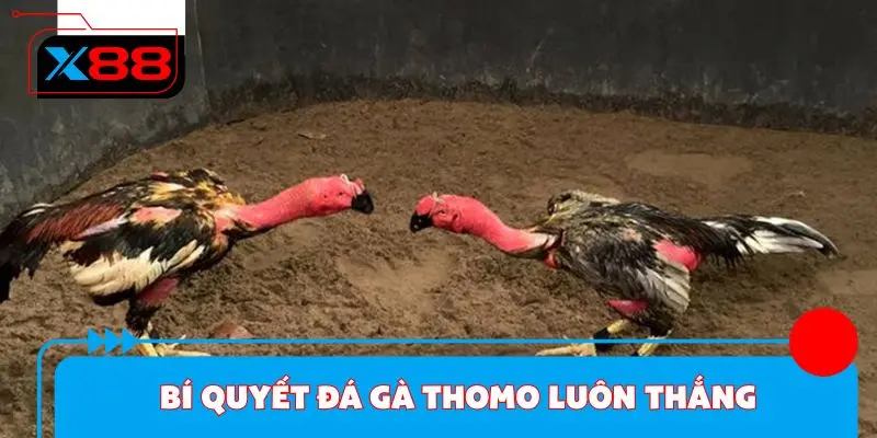 Bí quyết tham gia đá gà Thomo luôn thắng