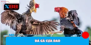 Đá Gà Cựa Dao - Hướng Dẫn Luật Chơi Cơ Bản Tại X88