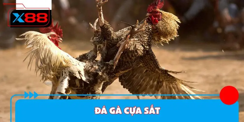 Đá Gà Cựa Sắt - Kinh Nghiệm Cược Luôn Thắng Tại X88