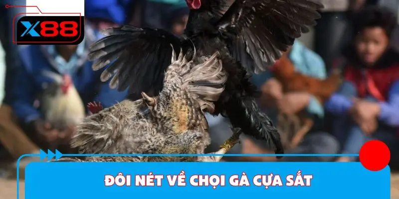 Đôi nét về chọi gà cựa sắt