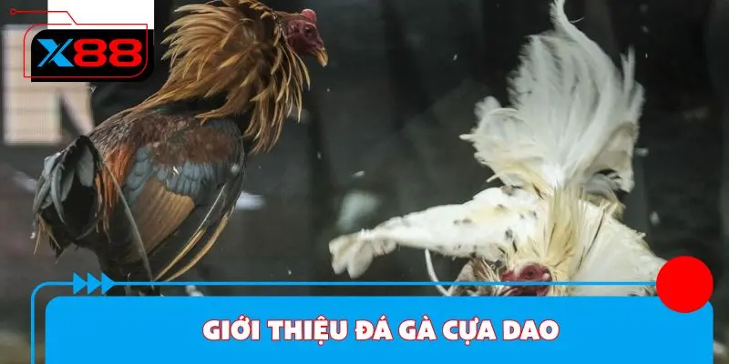Giới thiệu đá gà cựa dao