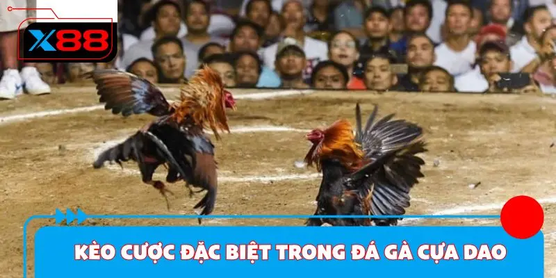 Kèo cược đặc biệt trong đá gà cựa dao