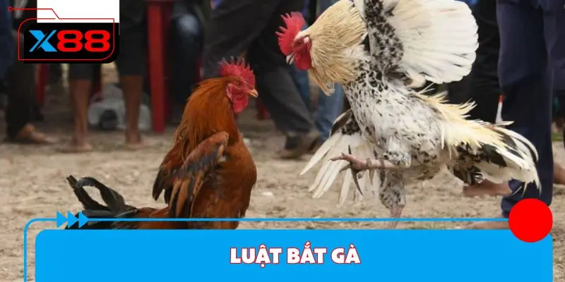 Luật bắt gà
