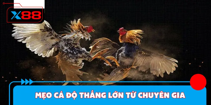 Mẹo cá độ thắng lớn từ chuyên gia
