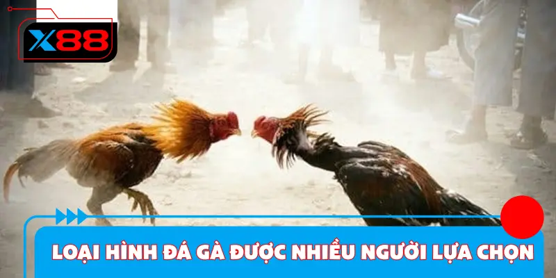 Những loại hình đá gà được nhiều thành viên lựa chọn
