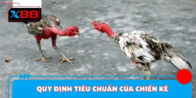 Quy định tiêu chuẩn của một chiến kê